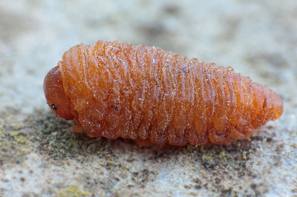 Larva di Caliroa cerasi (Tenthredinidae)